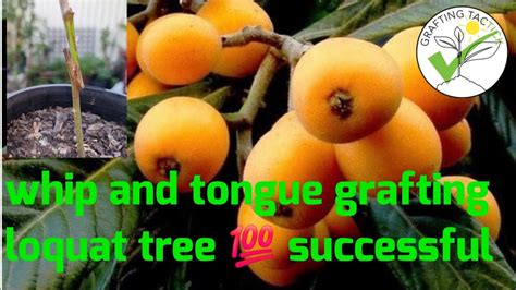 Whip And Tongue Grafting Loquat Tree Youtube