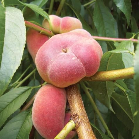 Stark® Saturn Peach Peach Trees Stark Bros