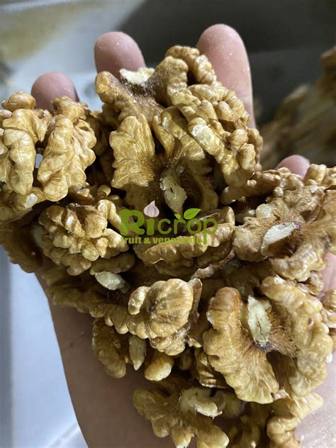 Walnut Kernels Big Size Walnut Kernels Halves New Crop