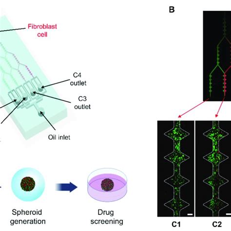 Multicellular Spheroids Within A Droplet Formed By The Microfluidic