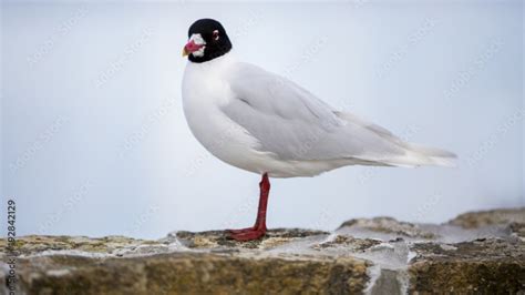 Influenza aviaire deux nouveaux cas à Saint Pierre lès Nemours et à