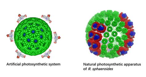 A Hierarchical Self Assembly P IMAGE EurekAlert Science News Releases