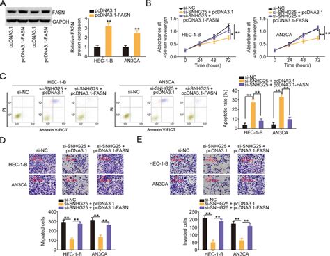 The Cancer Repressing Effects Of Si Snhg In Ec Cells Were Neutralized