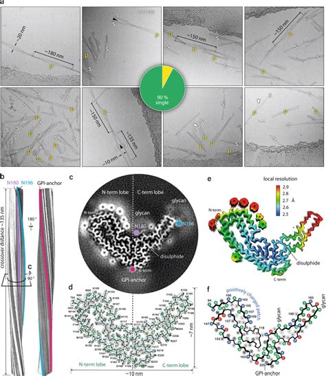 RML Fibril Morphologies And 3D Reconstruction And Atomic Model Of The