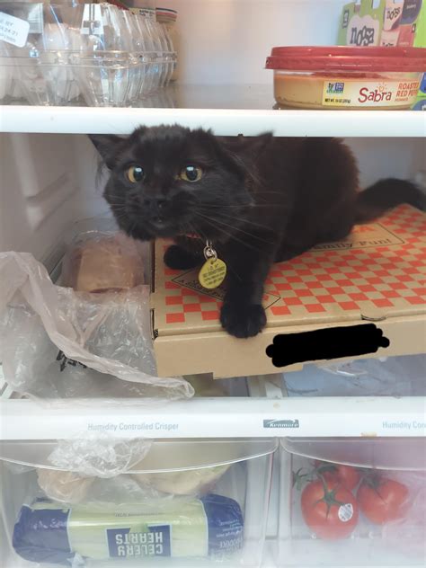 My Cat Kaito Likes Jumping In The Fridge For Some Reason 😂 We Keep It Cool In The House And Don