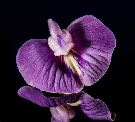 How To Care For Orchids 10 Easy Proven Tips Artofit