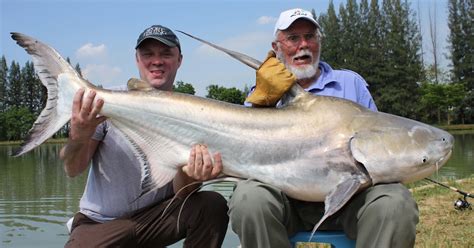 International Fishing News Thailand Huge 100 Lb Chaophraya Giant Catfish