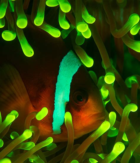 How to Photograph Underwater Fluorescence With Blue Light - Nature TTL