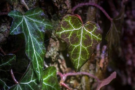 Premium Photo Close Up Of Green Plant