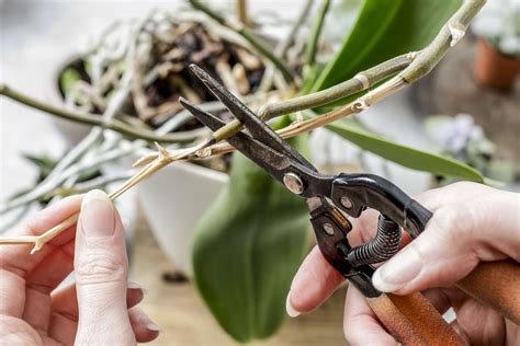 Orchideen Schneiden Tipps F R Den Richtigen Schnitt