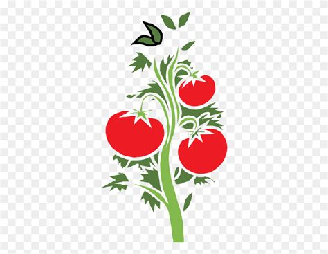 Tomato Plant Clip Art - Tomato Plant Clipart – Stunning free transparent png clipart images free ...