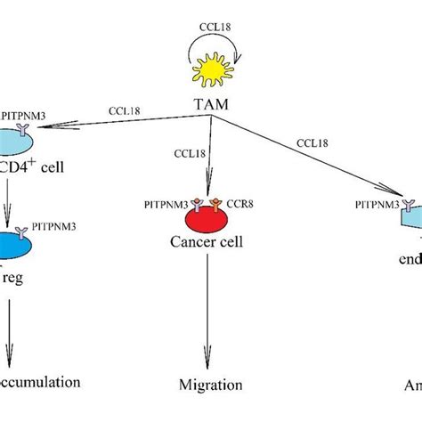 The Significance Of Ccl18 In Cancer Processes In A Tumor It Is Download Scientific Diagram