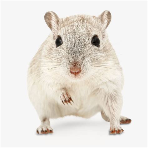 Gerbil pet Isolated image | Free Photo - rawpixel