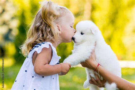 little girl kissing her puppy Samoyed breed Stock Photo | Adobe Stock