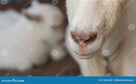 A White Goat Chewing Mother Lies Next To Her Cub Nose Closeup Stock