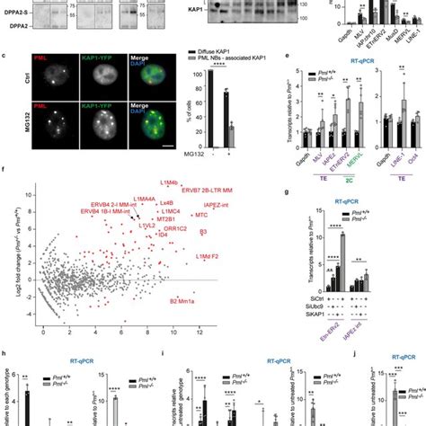 Functional Impact Of Pml Nb Facilitated Sumoylation Pml Nbs Enhance The