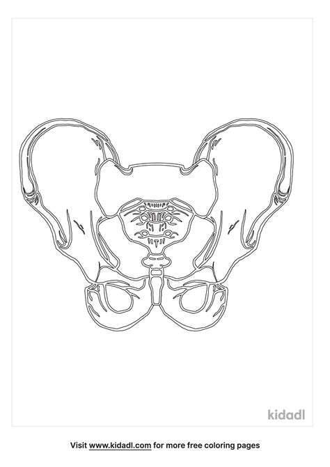 Coloring Pelvis Anatomy Pages System Features Skeletal Human Printable