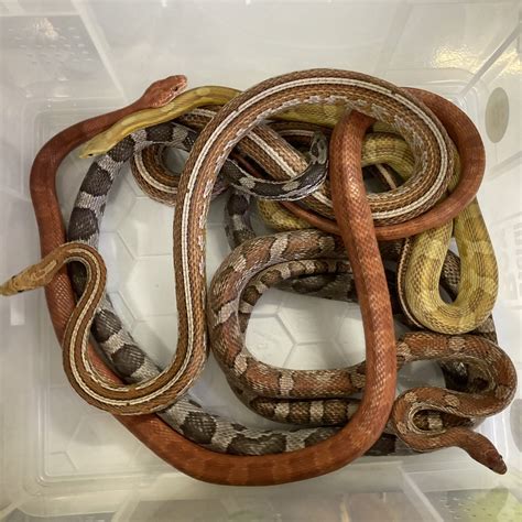 Cb Adult Female Mixed Morph Corn Snake Peregrine