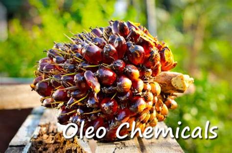 Palm Oil Manufacturer In Malaysia About Able Perfect