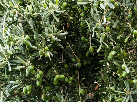 How To Fix Yellow Leaves On Olive Trees 4 Ways Couch To Homestead