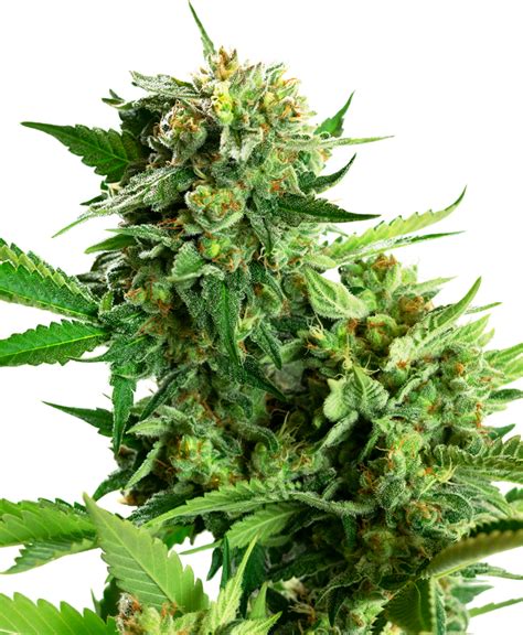 Graines De Cannabis Blackberry Cake Sensi Seeds Villabafo