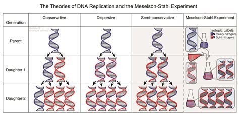 The Meselson-Stahl Experiment | Embryo Project Encyclopedia