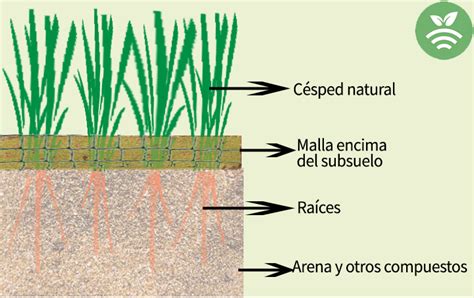 El césped híbrido en campos de fútbol y golf Plantae