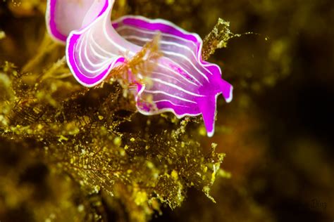 Planaria Rosa Es Roseus Pink Flatworm En Prosthecer Flickr