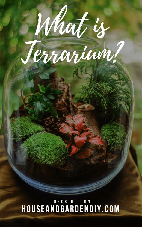 Beautiful DIY Glass Terrarium Ideas (How to Make & Maintenance)