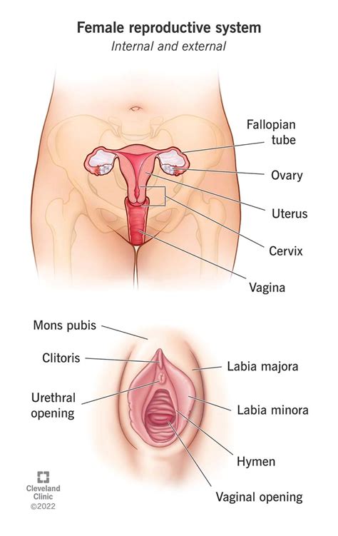 Female Anatomy Labeled Diagrams Inside And Outside Off