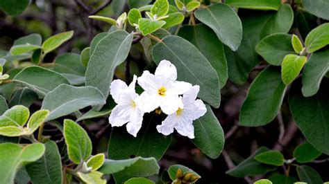 Anacahuita Árbol Medicinal Para Qué Sirve