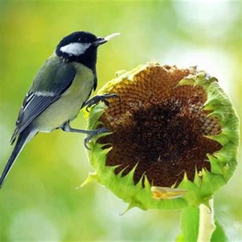 Do birds eat black sunflower seeds? - DIY Seattle