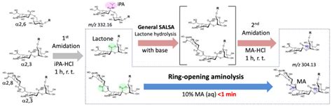 Sialic Acid Linkage Specific Alkylamidation Via Ring Opening Aminolysis