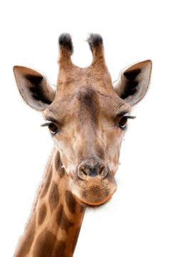 "Giraffe Face" Images – Browse 403 Stock Photos, Vectors, and Video | Adobe Stock