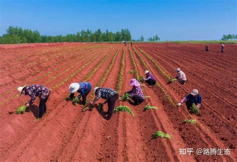 时隔40年，中国再次启动土壤普查意义重大 知乎