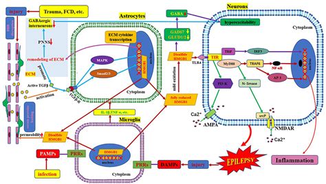 Frontiers Role Of Hmgb Tlr And Il Il R Signaling Pathways In