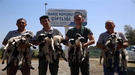 Sakız Koyunu Çiftliği nde doğumlar başladı