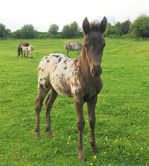 Foundation Appaloosa Semen Available 2024 Lplp Patn1patn1 All