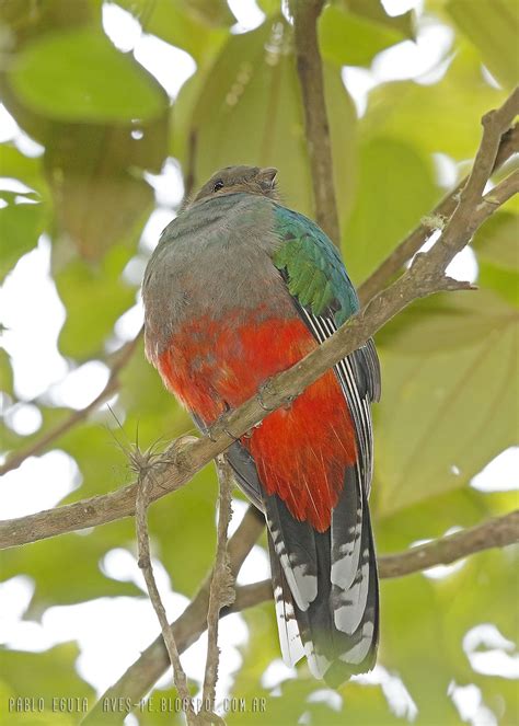 Mis Fotos De Aves Pharomachrus Fulgidus Quetzal Fúlgido White Tipped