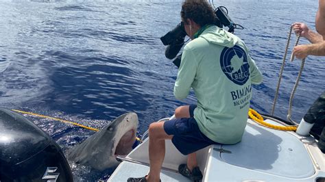 How To Watch Sharkfest National Geographic S Month Of Shark