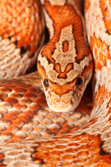 2428 Corn Snake Stock Photos Free And Royalty Free Stock Photos From