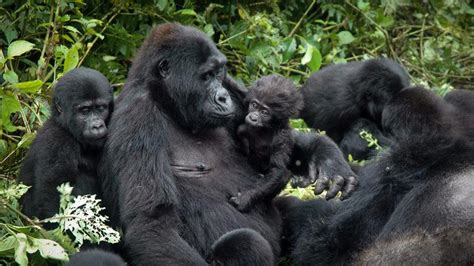 Congo Gorilla Safaris Tours Gorilla Trekking In Uganda Gorilla Tours