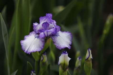 Deutsche Schwertlilie Iris Germanica PictureThis