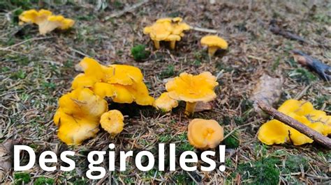 Des Taches De Girolles Magnifiques Une For T Incroyable Youtube