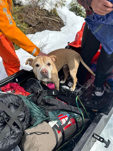 Vernon Search And Rescue Locates Missing Hikers And Dog Okanagan