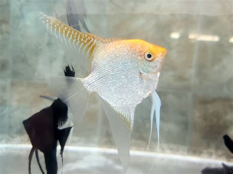 Gold pearlscale angelfish – JC Angelfish