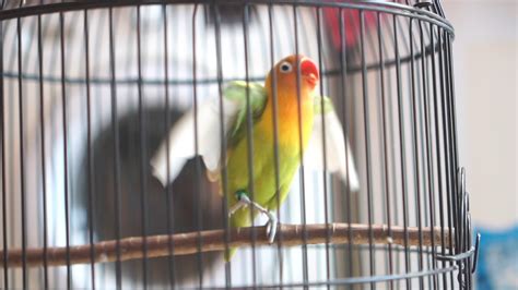 Pancingan Lovebird Ngekek Ngetik Full Fighter Lovebird Ngekek Panjang