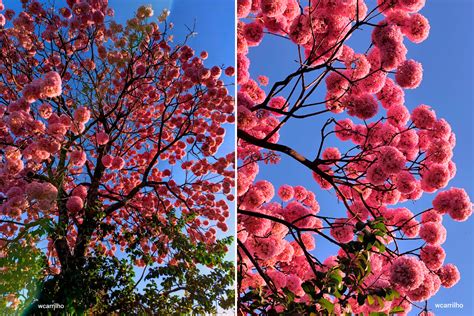 Ipês rosa enfeitam as ruas de Campo Grande Notícias de Campo Grande e