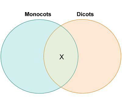 Farah Makes A Venb Diagram To Compare Monocots With Dicots Top Sellers