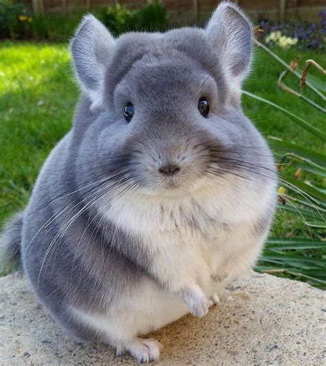 These Fluffy Chinchillas Are Perfectly Spherical Chinchilla Cute